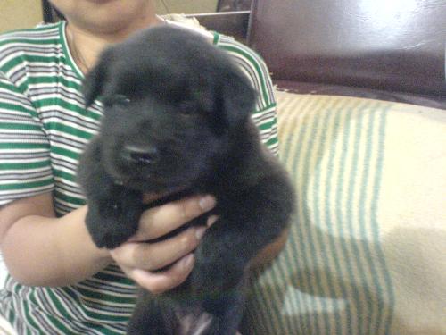 rainbow - black dog of my ate