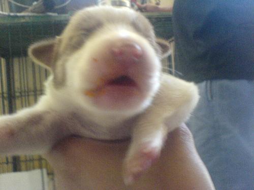 baby dogs - the newborn baby