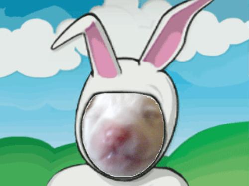 bunny linus - baby bunny
