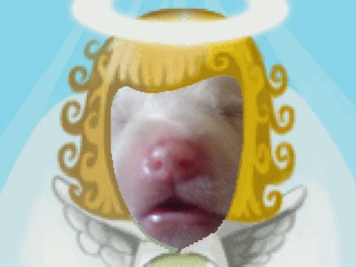 angel dogs - angel