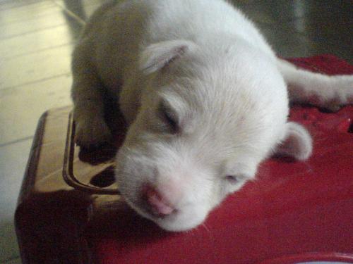 sleeping dog1 - dogs need to sleep