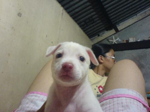 cute dog - picture picture