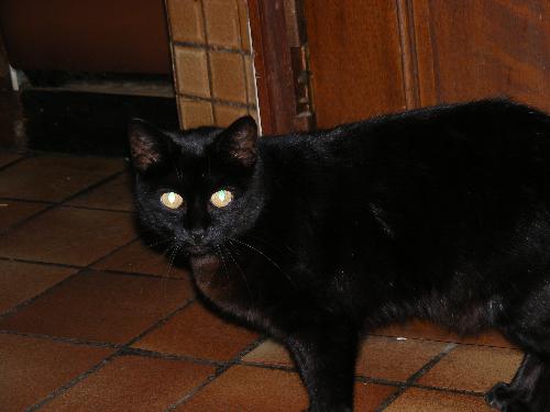my cat Sophie, the biggest - my cat Sophie, the biggest of the all, but so sweet :)