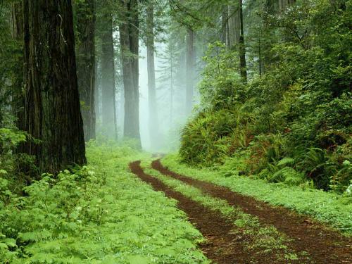 Forest - A wild forest path