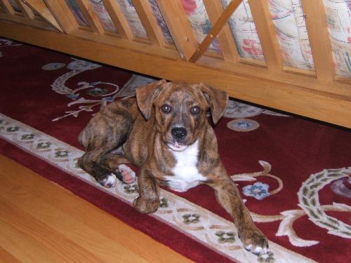 Boxer mixed with Australian Sheppard  - My boxer mixed with Australian Sheppard when she was only 1 or 2 months old not sure.