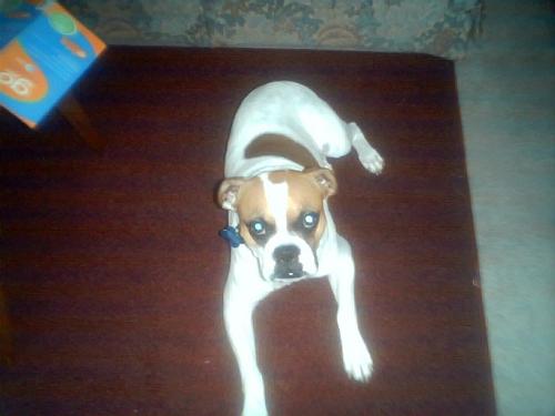 dog - this is sebastian i took his picture cause he came in the living room. I thought he needed "outside" but i think he just smelled my pizza lol