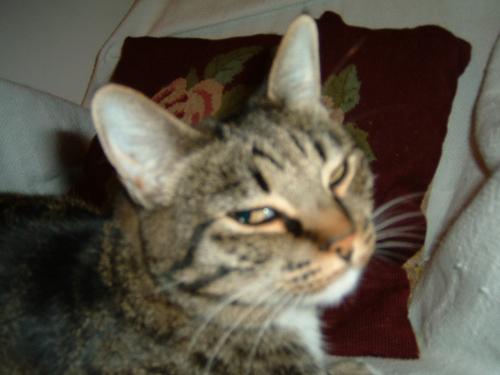 Cat - Brier, age 6, medium hair tabby, loves to chase deer, catch mice, birds and snakes, enjoys bugging her older brother to play