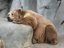 Bear feeling sad - A male Grisly bear waiting for his wife.