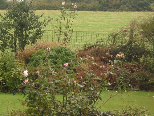 Roses in October - Roses are still flowering in my Garden on 9th October 2007. Unfortunately, today's heavy rain has caused a few to drop.