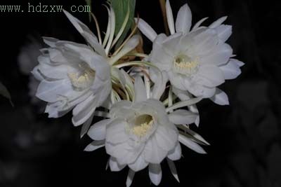 flower - night-blooming cereus
