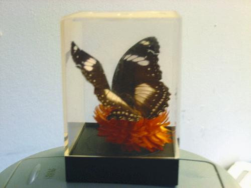 Butterfly Art - I think this is beautiful