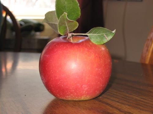 Apple - A shot that I am proud of Apple - A shot that I am proud of