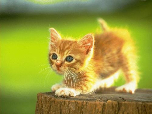 Cats - Cute Cats!