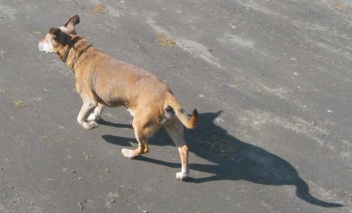 Dog - ....