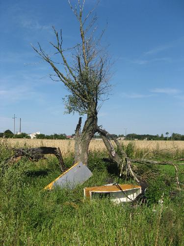 rubbish tree - ...
