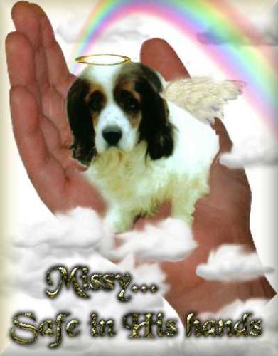 Missy my angel - For those of us who love animals and have pets, we all have a favorite or two or three throughout our lifetime. I&#039;d love it if you would share with me a story about your favorite pet, no matter what kind of pet and if you have a picture of your pet please feel free to share it with me. I lost my beloved Missy a year and a half ago and have not yet replaced her. My daughter has been so sweet and thoughtful to let me "borrow" her Chloe (poodle) every so often. But I&#039;m just not ready to get a new baby yet. Hope my picture of Missy comes in, she was the most loveable and loyal dog I ever had. I miss her soooo much. She adopted us and was the most starved and neglected baby I had ever seen when she arrived on my front doorstep, but we loved her soooo much and nursed her back to health and in return she gave us the most love. I will never ever forget her.