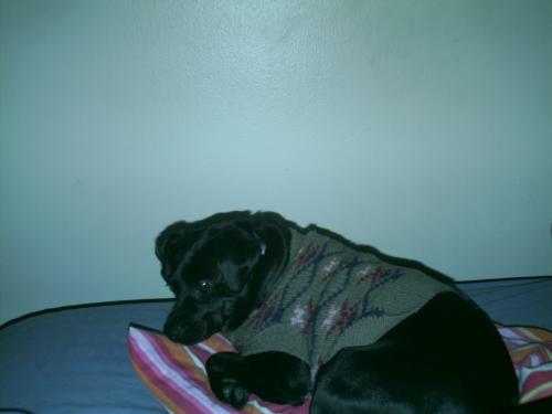 Trixie - Here's a picture of Trixie. She's so spoiled she insists on sleeping on the bed, and using a pillow even.