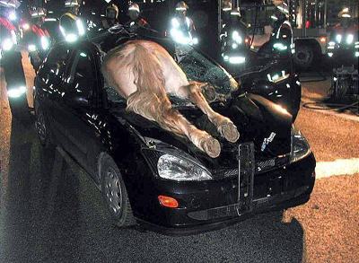 horse - horse in a car