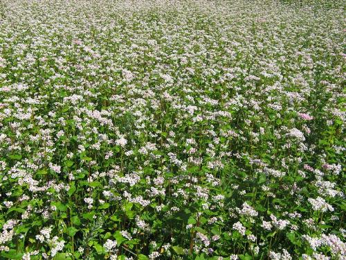 Meadow - ...