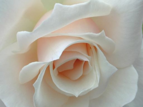 white rose - Its pure and elegant.