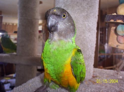 parrots - this is termite my african senegal she 4 yrs old she talks alittle bit run the roost around here