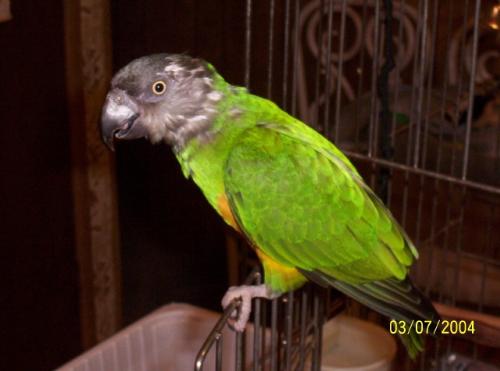 parrots - hi my name is fleece, iam 8 yrs old african senegal ,i love to play in my tent and take bath one hot day,call me