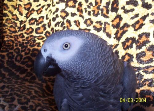 parrots showing off - my show boat hes such a ham,love his picture taken .taz is almost 7 yrs old has about 100 word vocaulary and not afraied to us it either