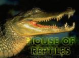 I don't like them at all! - Reptiles as pets