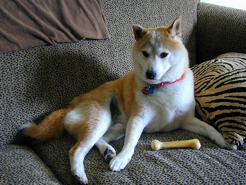 Miko posing. - Miko was such a beautiful dog, this is a picture of him in his prime, when he wasn't sick. I like to remember my old fellow this way!