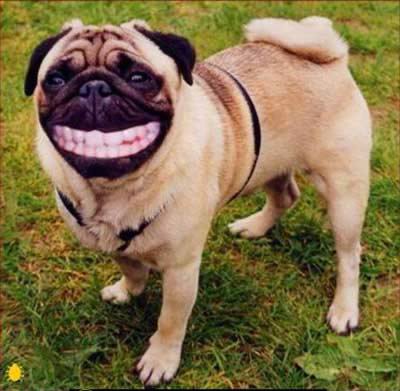 dog - Dog with smile