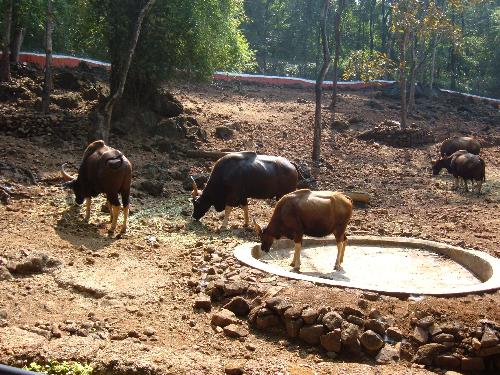 Bisons!!! - You can see a herd of bisons grazing in one of wild life sanctuary in Goa.Is n't it a wonderful sight! Bisons!!! - You can see a herd of bisons grazing in one of wild life sanctuary in Goa.Is n't it a wonderful sight!