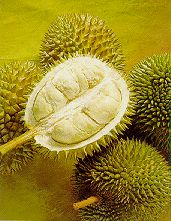 Durian - king of fruits - Durian - king of frutis