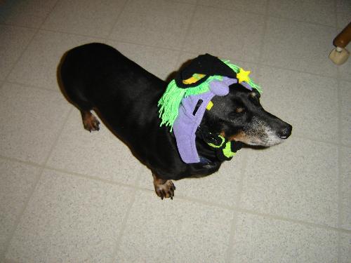 Cody - Our little mini dashaund last year.
