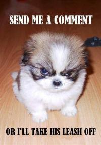 Dog - A very cute dog