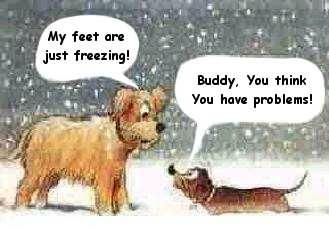 Dogs - A picture of Dogs