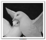 doves - i love doves... they were so cute