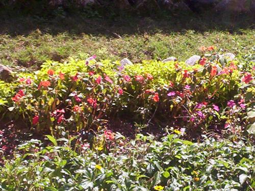 Colourful flowers at hills - Colourful flowers at a hill station in India