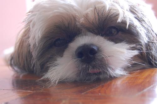 Cassie - Cassie likes to sleep after taking a hot bath