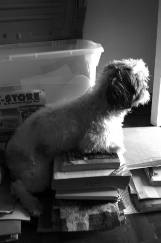 Cassie - The books and the bone lover