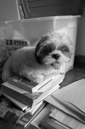 Cassie - She likes to read.