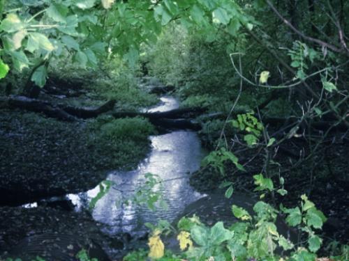 Creek - Loved the sounds coming from the creek earling morning