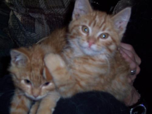 Ginger Twin Male Kittens Tigger and Tee-Tooh - Two of our 5 cats...male ginger twins Tigger and Tee-Tooh around 3 months old.
