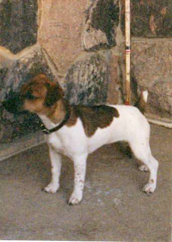 Jude  - My female Jack Jude, DOB: Nov 13, 1997