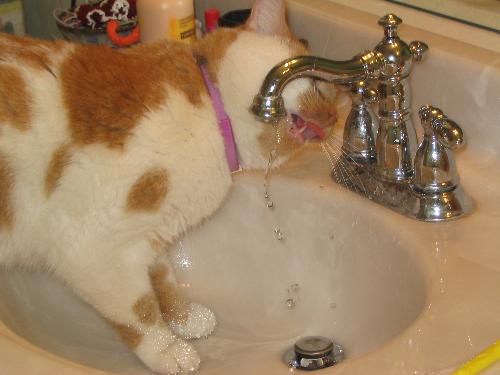fred - fred drinking from bathroom sink.