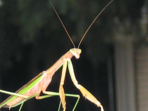 preying mantis - I am not sure who was more curious about who.