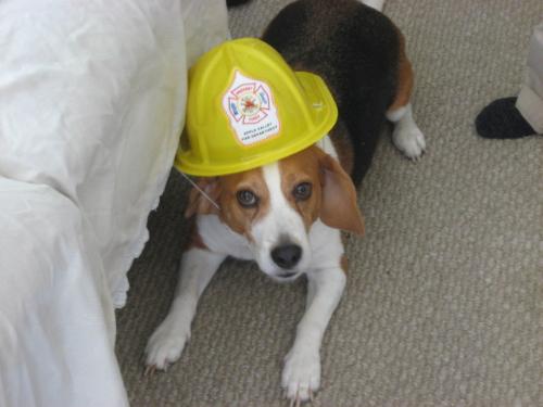 Too Cute - Our Fire Fughter Dog Buster Too Cute - Our Fire Fughter Dog Buster
