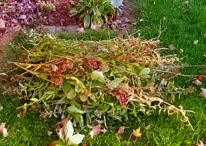 Lilies - Pruned to the ground for winters cold weather Lilies - Pruned to the ground for winters cold weather