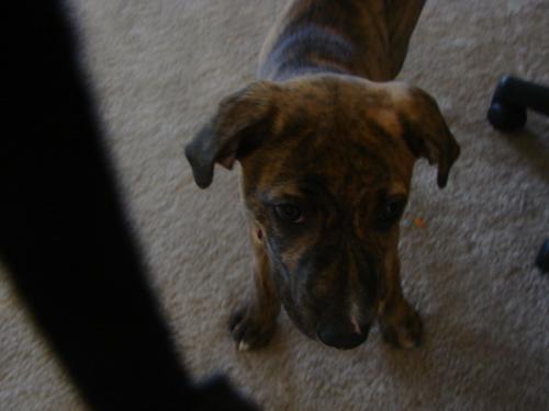 britney boxer lab  - puppy britney