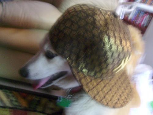 Miko's hat - Miko wearing my daughters hat.