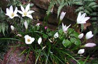 Zephryranthes Candida - Rain Lilies are late summer blooming bulbs.